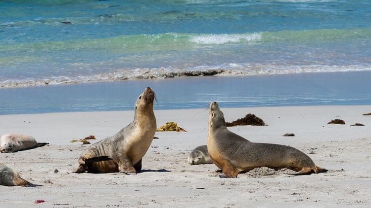 Kangaroo Island Wildlife & Conservation Journey
