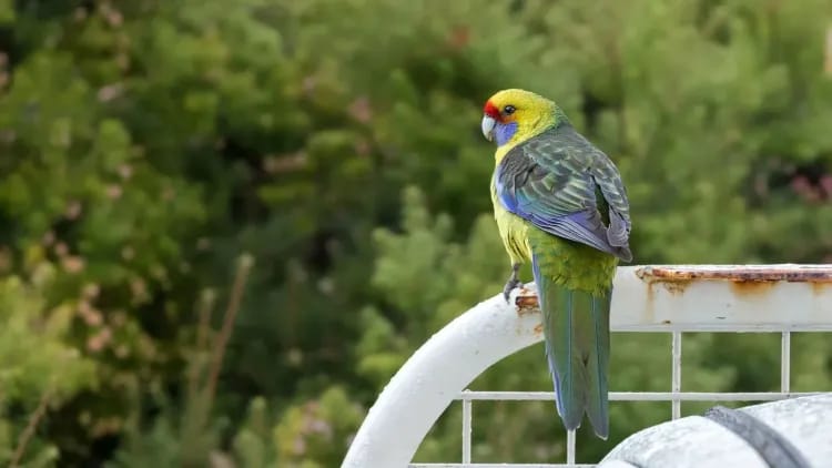 Endemic Birds of Tasmania