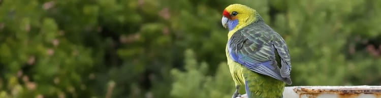 Endemic Birds of Tasmania