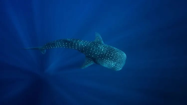 Whale Sharks & Ningaloo Coast Wildlife