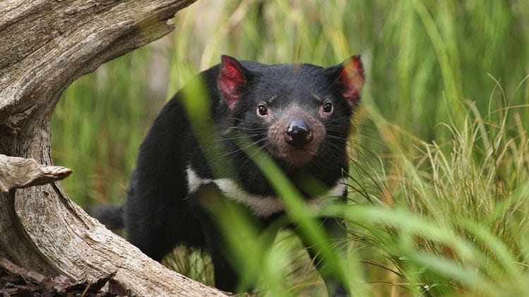 Tasmanian Highlights: Devils, Wombats and World Heritage
