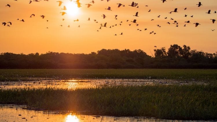 Birdwatching Safari of Kakadu & Litchfield National Parks