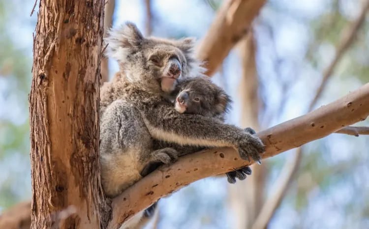 Koala and joey at Hanson Bay Wildlife Sanctuary on Kangaroo Island