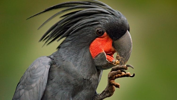 Cape York Birdwatching Safari