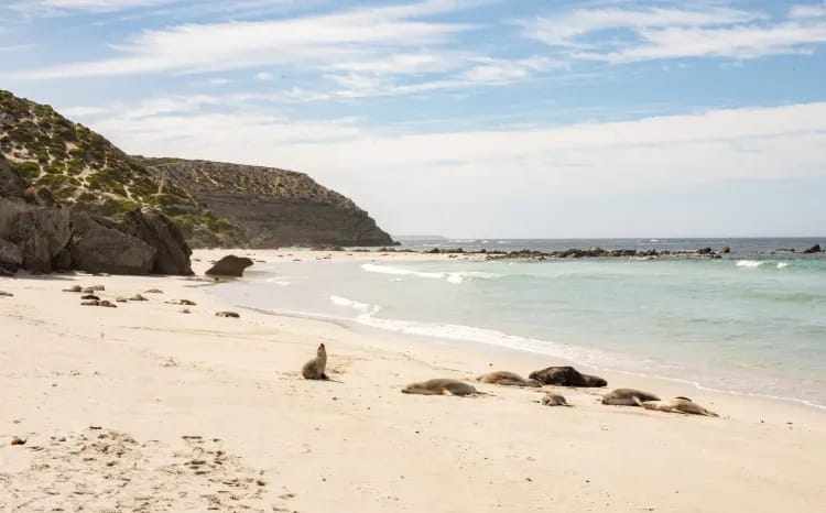 Seal Bay, Kangaroo Island