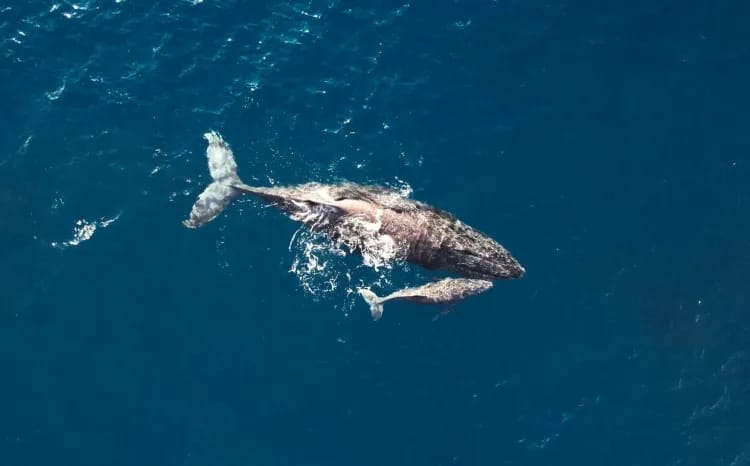 Why protect Ningaloo?