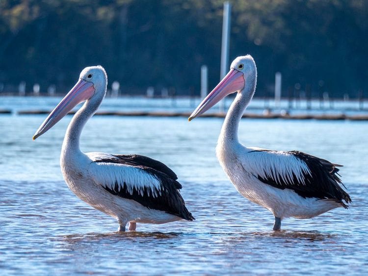 PRIVATE Sydney to Melbourne Nature & Wildlife Adventure