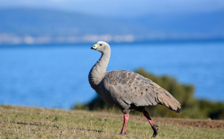 Cape Barren goose