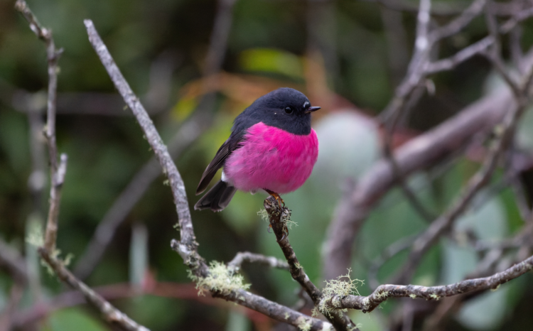 Pink robin