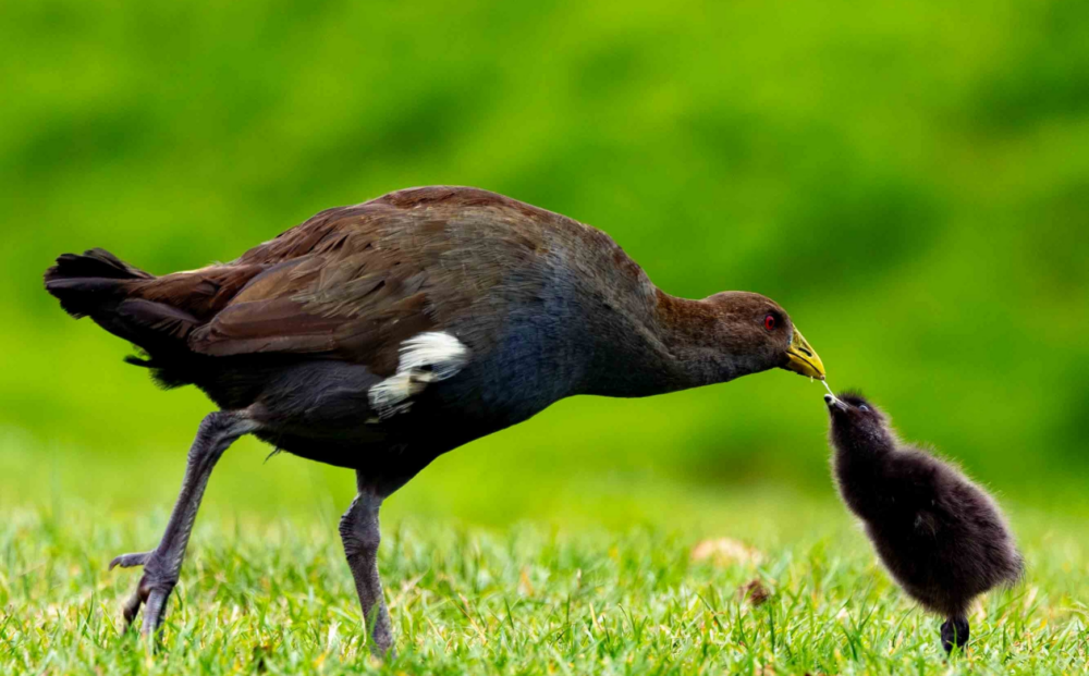 Tasmanian native-hen