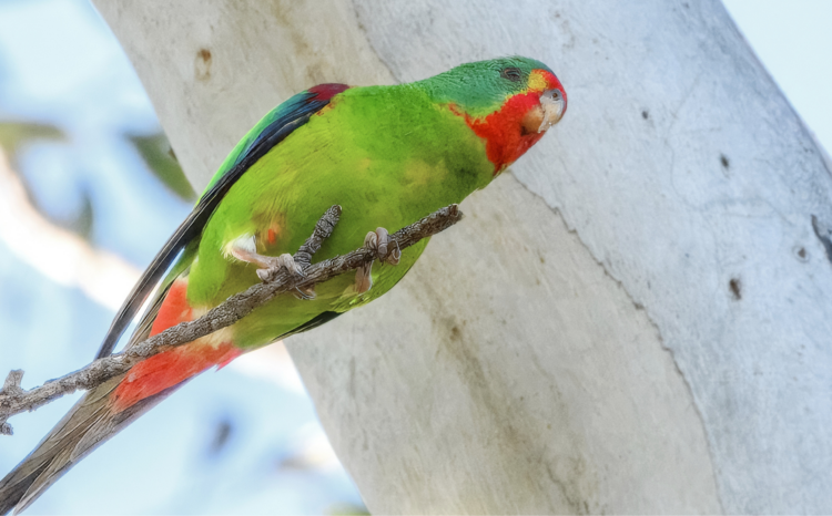 Swift parrot