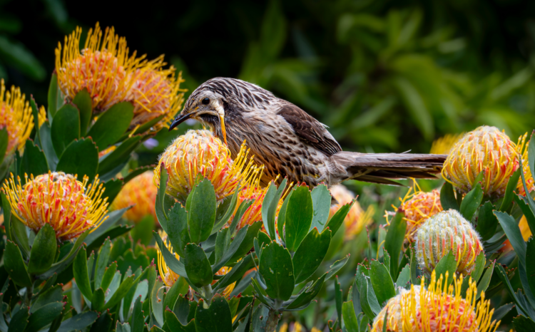 Yellow wattlebird