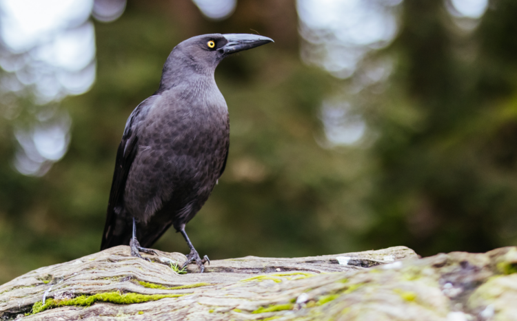 Black currawong
