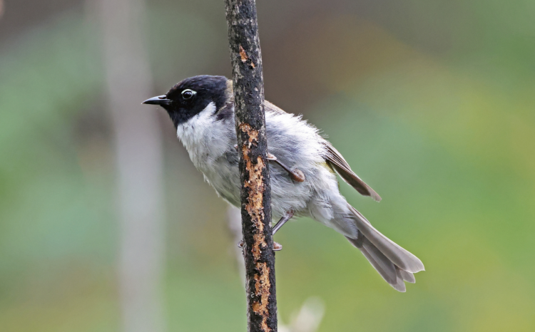 Black-headed honeyeater