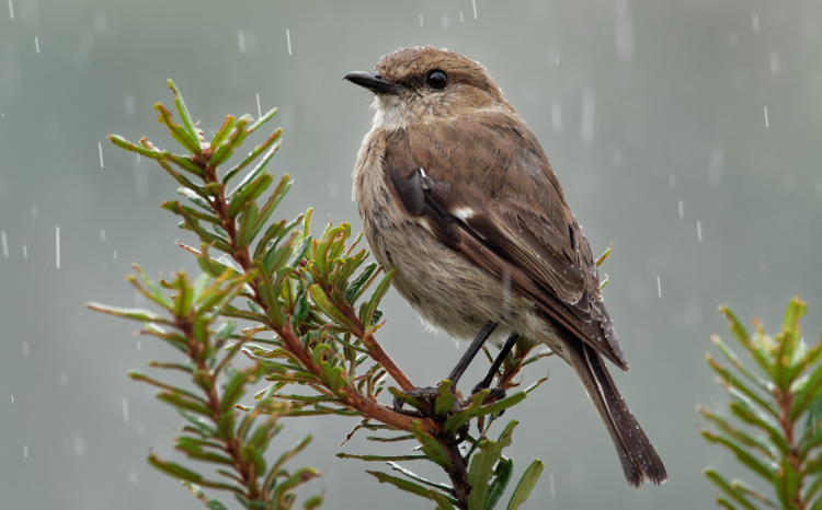 Dusky robin