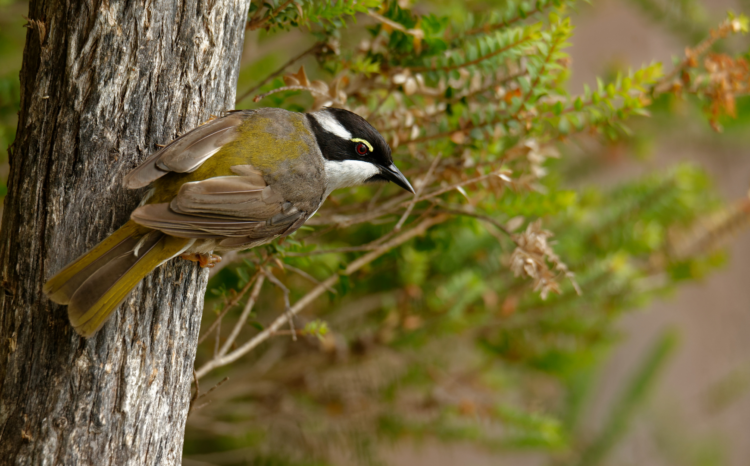 Strong-billed honeyeater