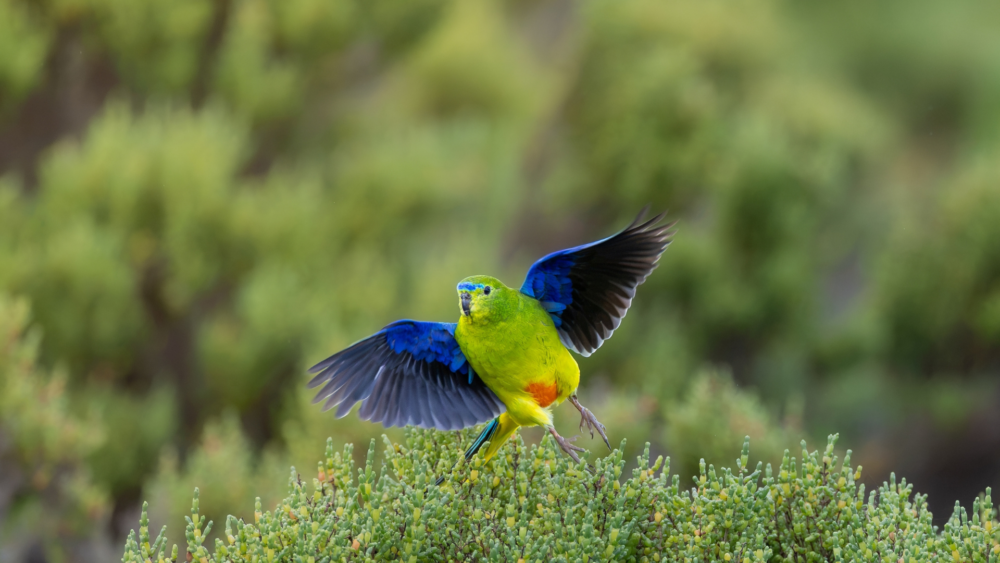 Orange-bellied parrot