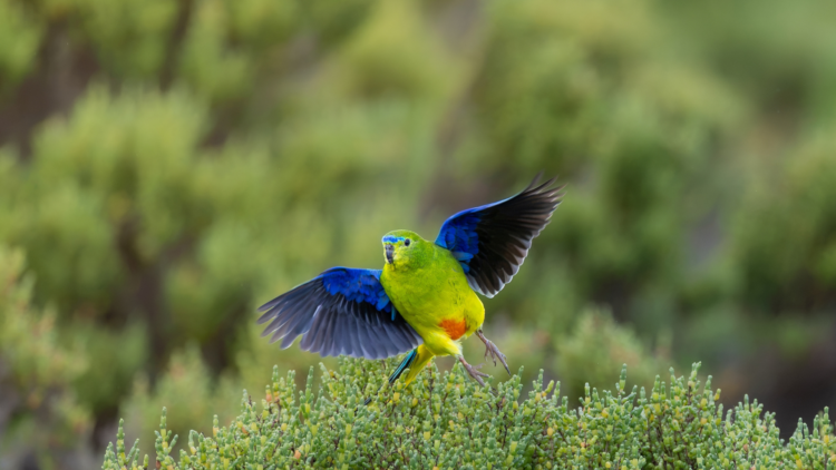 Scenic flight to Melaleuca and the orange-bellied parrot