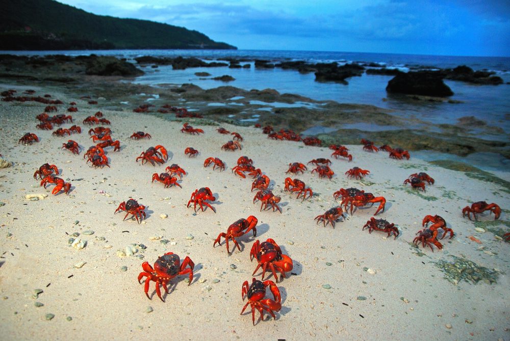 Christmas Island – Bird & Nature Week