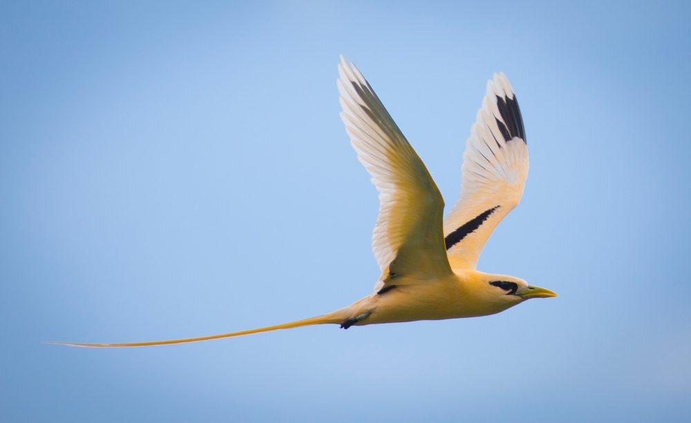 Christmas Island – Bird & Nature Week