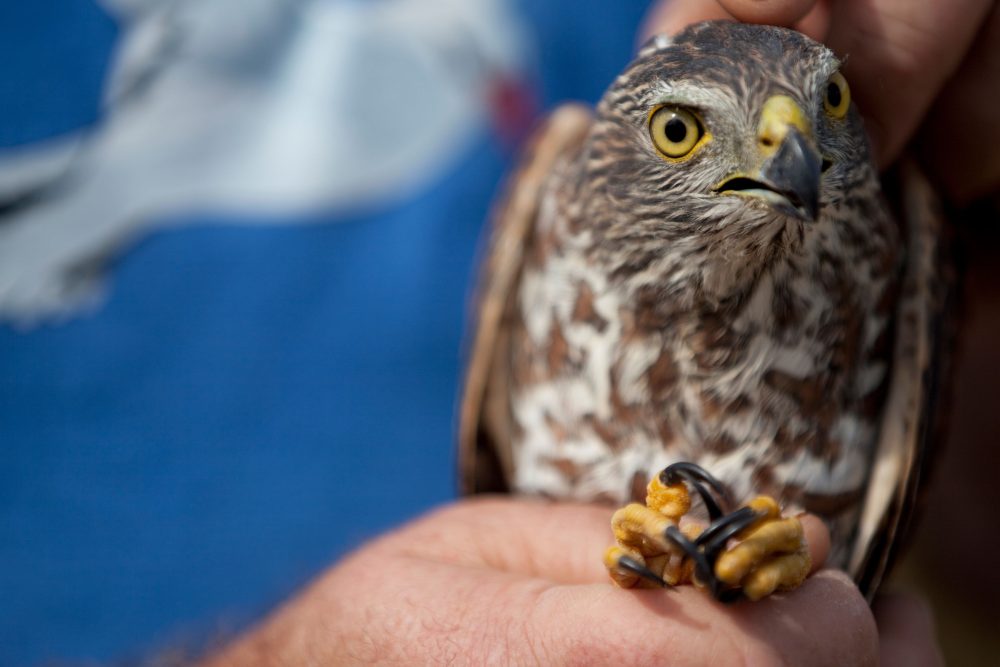 Christmas Island – Bird & Nature Week