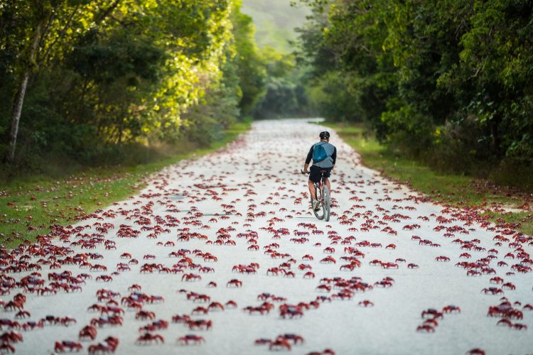 Christmas Island Crab Spawning & Cocos Island Experience