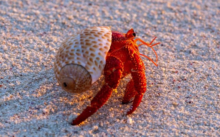 Strawberry hermit crab (Coenobita perlatus)