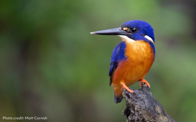 Azure Kingfisher