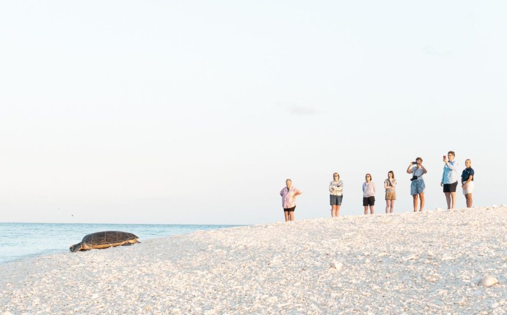 Turtle Conservation of the Southern Great Barrier Reef