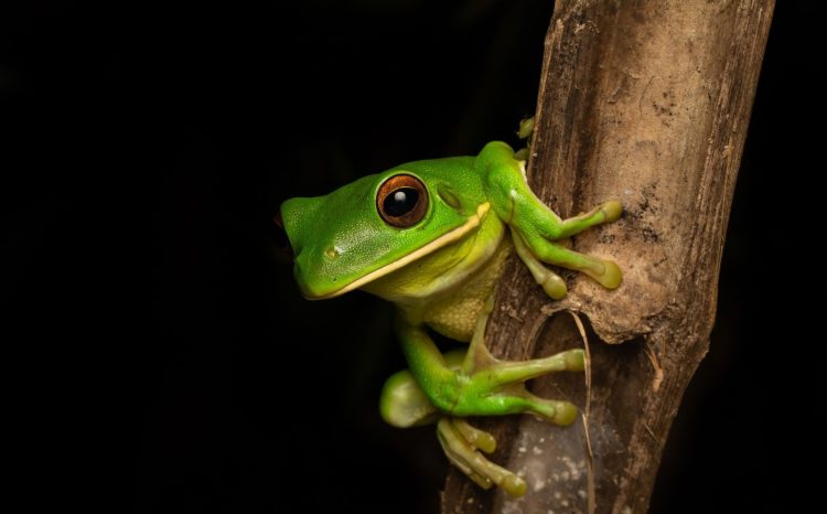 White-lipped Tree Frog (Nyctimystes infrafrenatus)