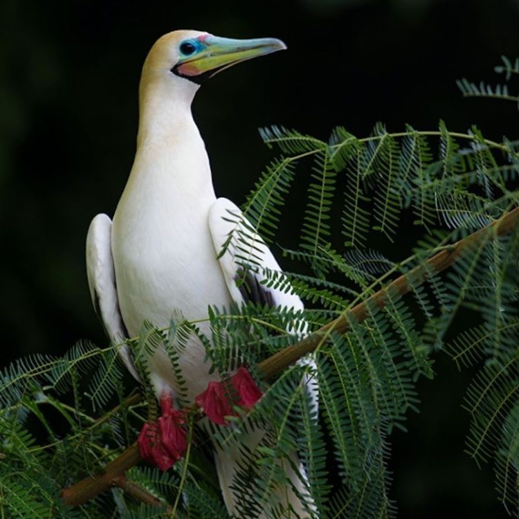Orientation, island ecology and endemic birds