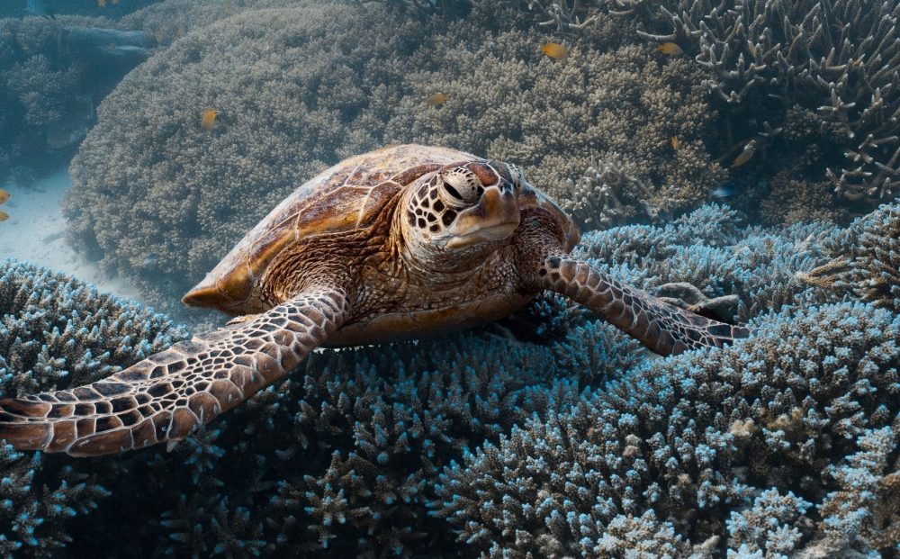 Turtle Conservation of the Southern Great Barrier Reef