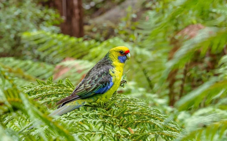 Green rosella