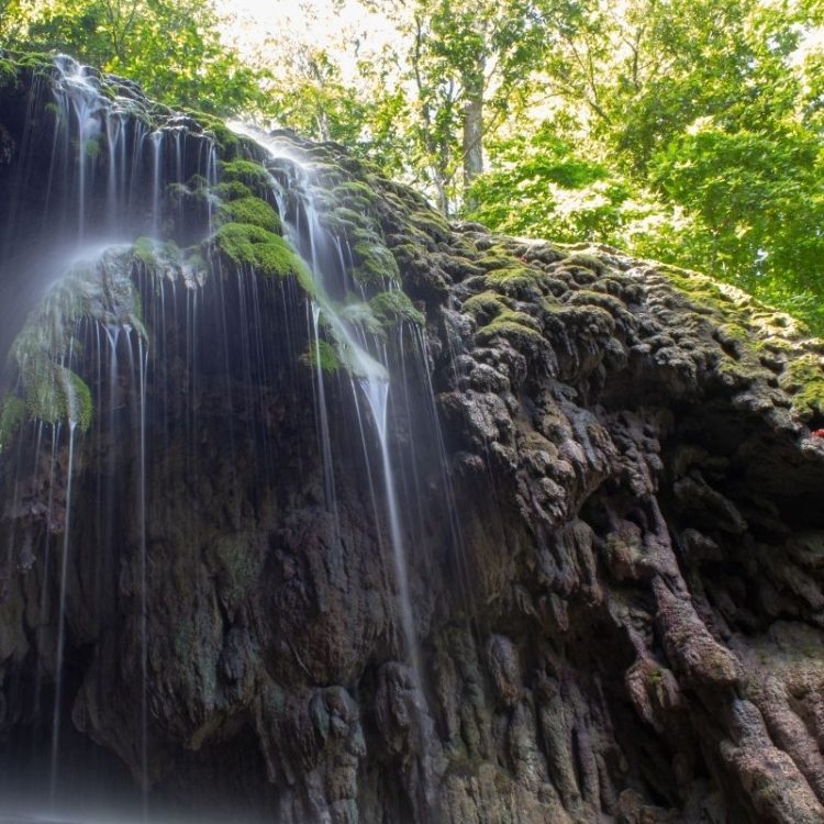 Rainforest, waterfalls and endemic reptiles