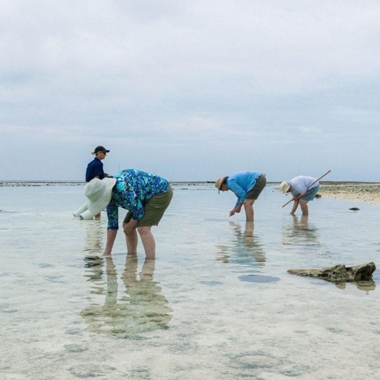CoralWatch, Reef Walk and Turtle Nesting Walk