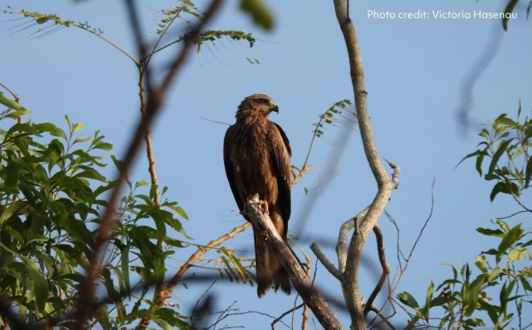 Black Kite at Mangrove Boardwalk (East Point) by Victoria Hasenau