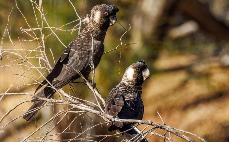Carnaby's Black Cockatoos