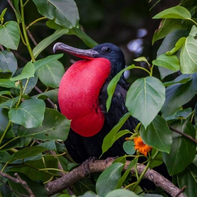 Frigatebirds, the Dam and Lily Beach