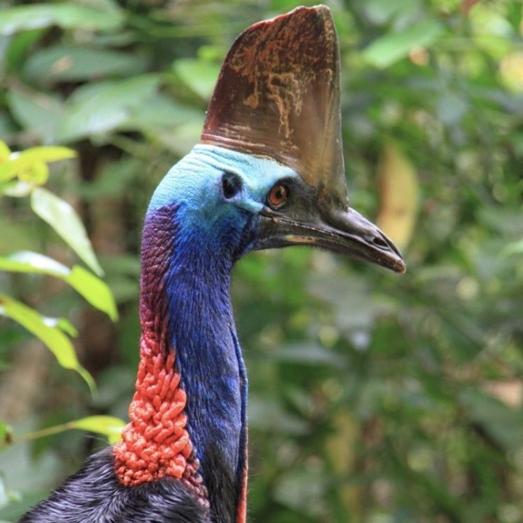 Cairns to Daintree Rainforest and Cape Tribulation