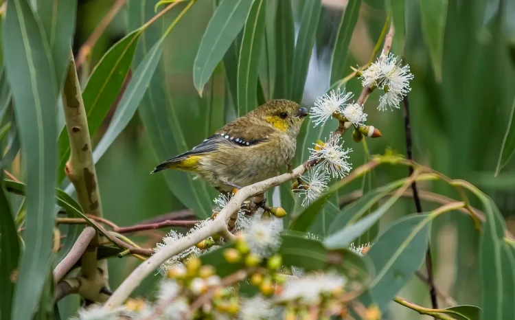 Forty-spotted pardalote