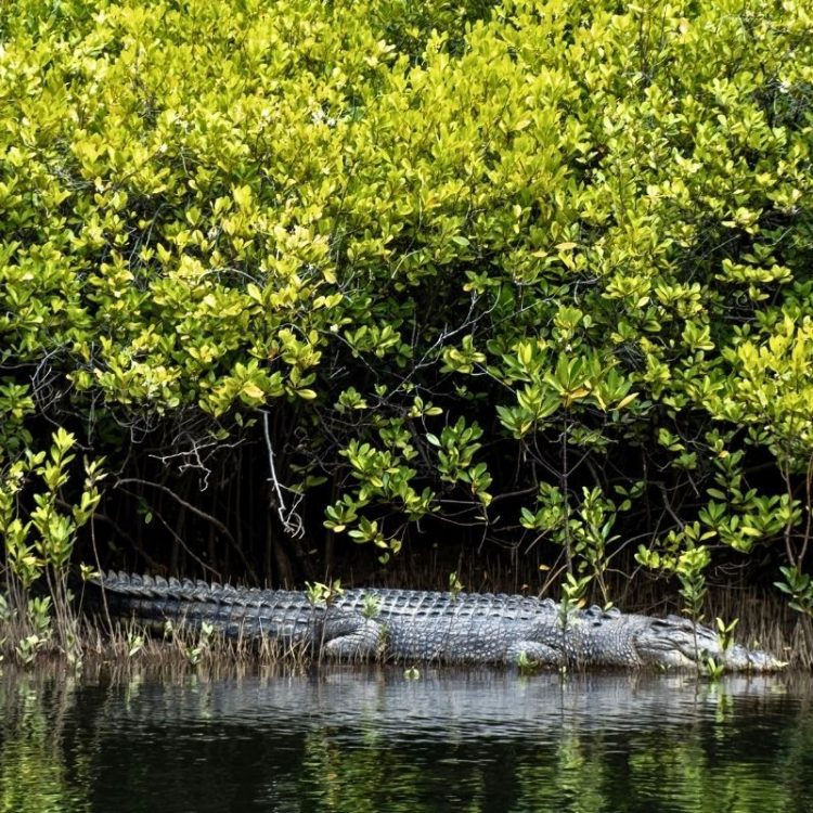 Daintree River Cruise and Journey to the Atherton Tablelands