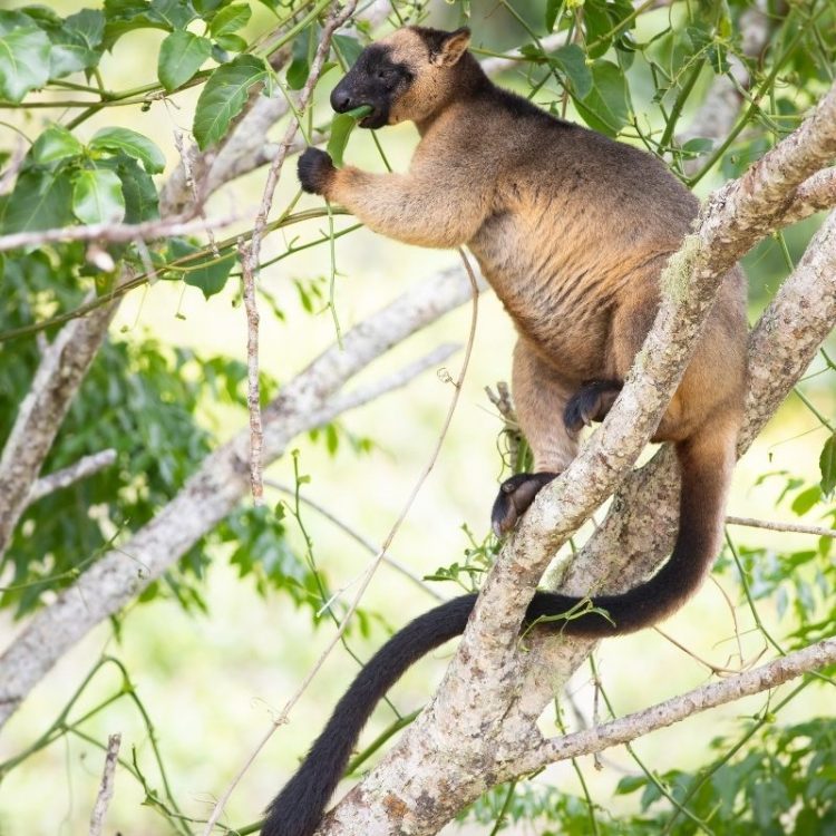 Tree-Kangaroos, Crater Lakes and Bat Hospital