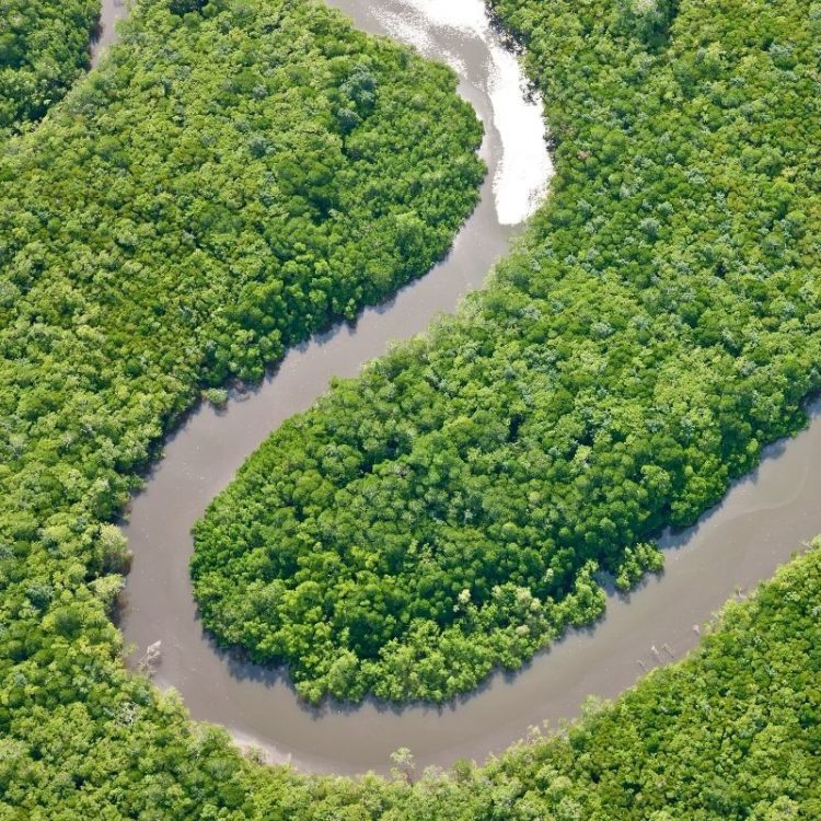 Daintree River and Cape Tribulation