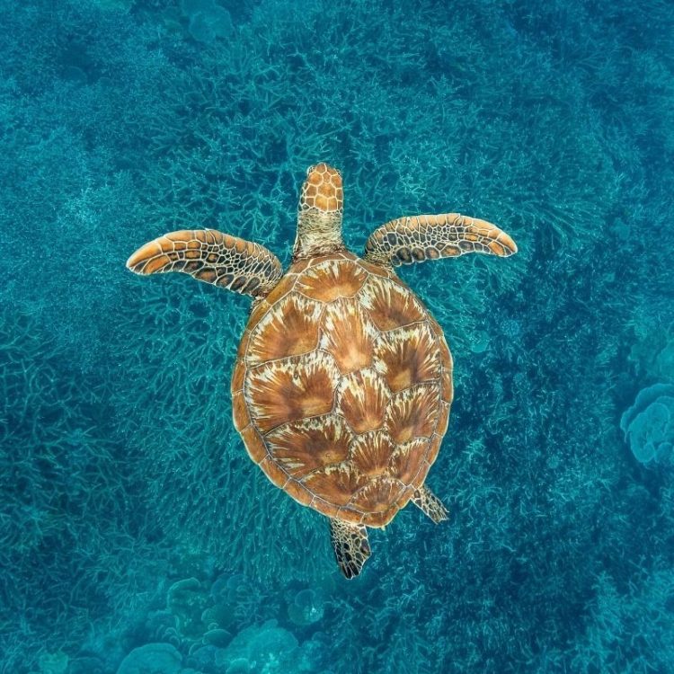Farewell Wilson Island