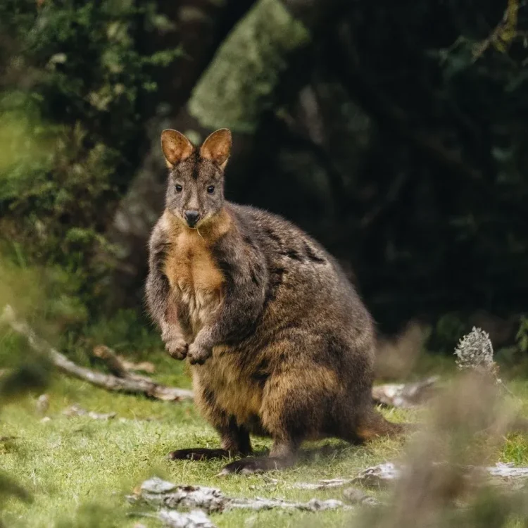 Final Bruny birding and Gould’s Lagoon