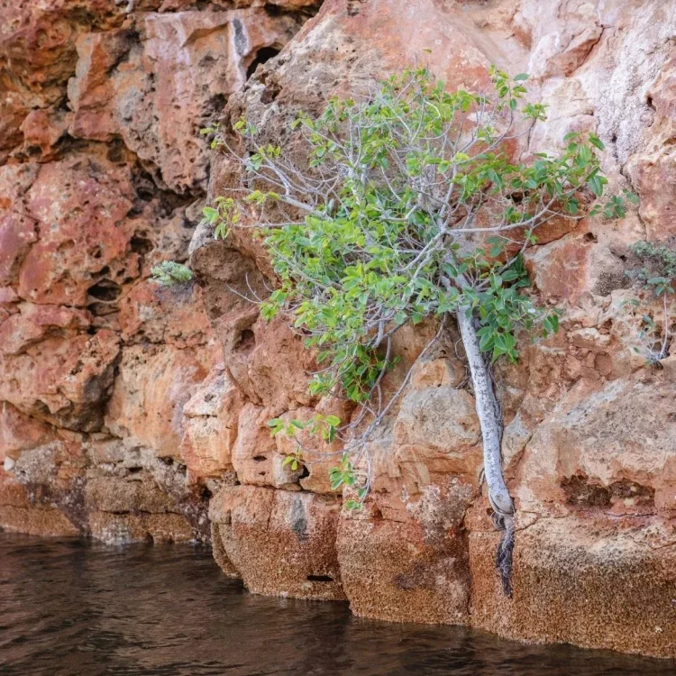 Cape Range National Park (western side) and the rock-wallaby survey