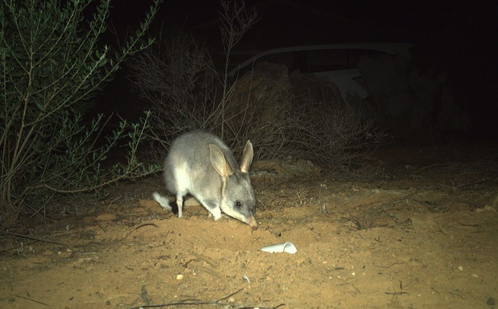 Rewilding Scotia with the Australian Wildlife Conservancy