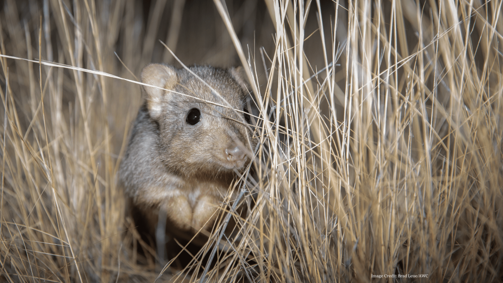 Rewilding Scotia with the Australian Wildlife Conservancy