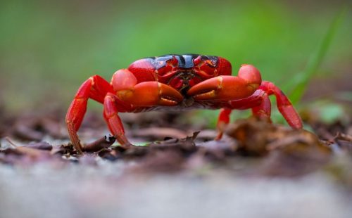 Crab Spawning tours