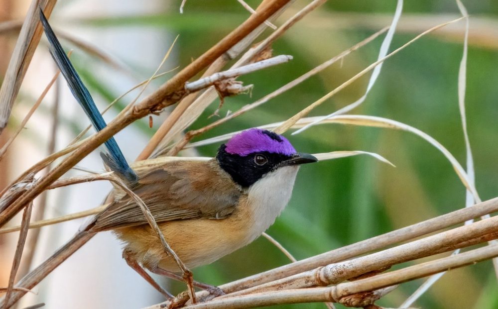Purple-crowned fairywren perched among reeds
